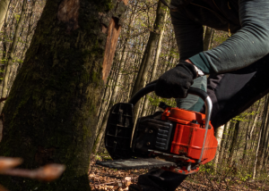 Tree removal