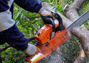 Tree Trimming & Pruning