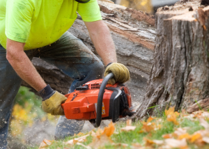 Tree Cabling & Bracing