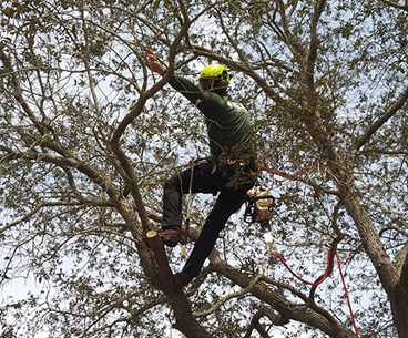 tree-trimming